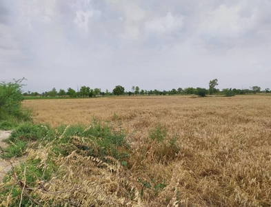 125 Acre Fully Agriculture Land For Sale