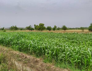 Ideal 30 Acre Agriculture For Sale Near Sataina Banghla