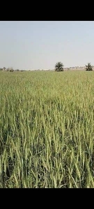 100 KANAL AGRICULTURE LAND ARMY ALLOTMENT FROM MULTAN 60 KM